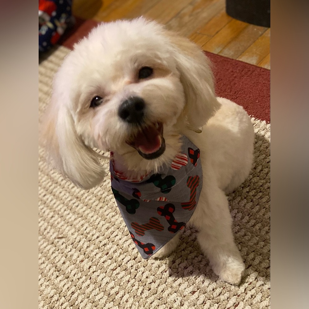 Host Support 10$ to help feed Gucci he works for food&treats
